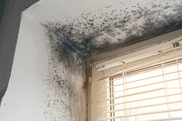 Affordable Attic Mold Remediation solutions in Portland, MI