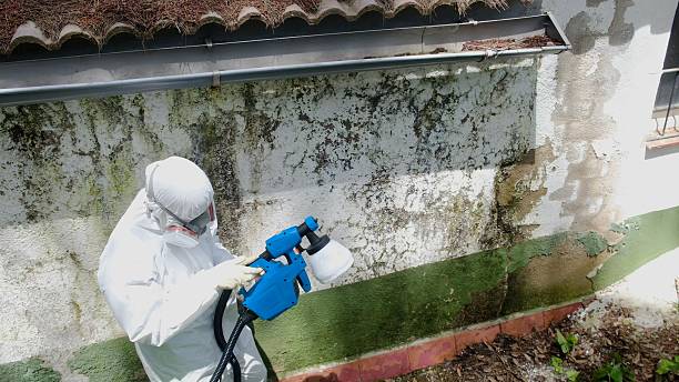 Top rated local Attic Mold Remediation specialists in Portland, MI